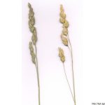 Srha laločnatá, Dactylis glomerata, rostlina, květenství