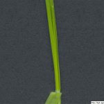 Sveřep jalový, Bromus sterilis, rostlina, květenství