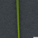 Sveřep vzpřímený, Bromus erectus, rostlina, květenství