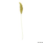 Tomka vonná, Anthoxanthum odoratum, rostlina, květenství