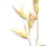 Trojštět žlutavý, Trisetum flavescens, rostlina, květenství
