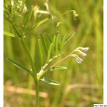 Vikev chlupatá, Vicia hirsuta, rostlina, květenství