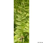 Vikev plotní, Vicia sepium, rostlina, květenství