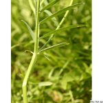 Vikev tenkolistá, Vicia tenuifolia, rostlina, květenství
