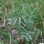 Vikev úzkolistá, Vicia angustifolia, rostlina, květenství