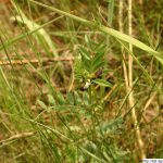Vikev úzkolistá, Vicia angustifolia, rostlina, květenství