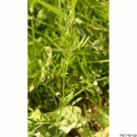 Vikev čtyřsemenná, Vicia tetrasperma, rostlina, květenství