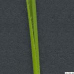 Válečka prapořitá, Brachypodium pinnatum, rostlina, květenství