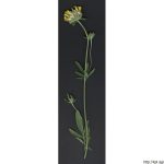 Úročník bolhoj, Anthyllis vulneraria, rostlina, květenství