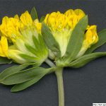 Úročník bolhoj, Anthyllis vulneraria, rostlina, květenství