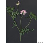 Čičorka pestrá, Securigera varia, rostlina, květenství