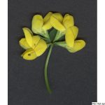 Štírovník růžkatý, Lotus corniculatus, rostlina, květenství